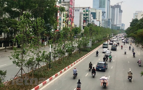 Háo hức chờ hàng phong lá đỏ trổ màu trên phố Hà Nội