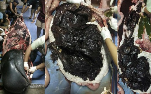 Sốc với hình ảnh cá voi khổng lồ chết vì nuốt cả kho túi ni lông rác
