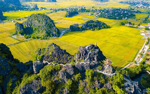Ngắm mùa vàng Tam Cốc - Tràng An bên bờ sông Ngô Đồng đẹp nao lòng
