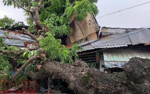 Cây cổ thụ bật gốc đè bẹp 2 ngôi nhà, nhiều người thoát chết