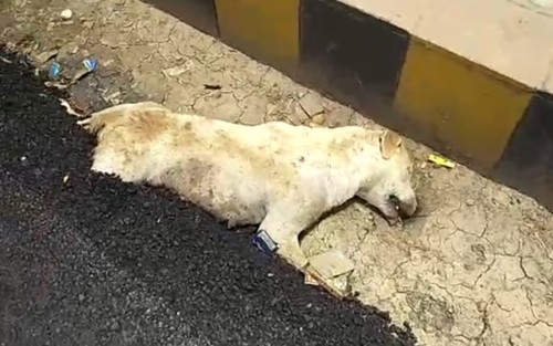 Phẫn nộ và tranh cãi quanh hình ảnh chú chó bị chôn sống trong nhựa đường