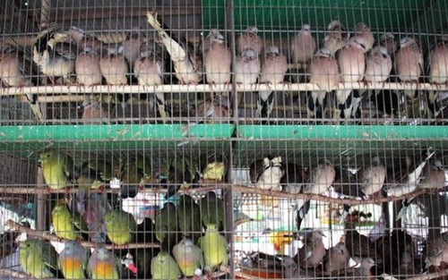 Những chú chim trời và quyền lực 'Thượng đế'