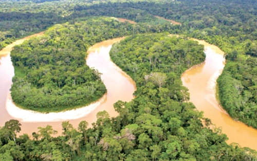 Cảnh báo tình trạng phá rừng rậm Amazon tại Brazil