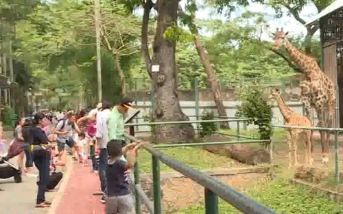 Hươu cao cổ chào đời tại Thảo cầm viên Sài Gòn