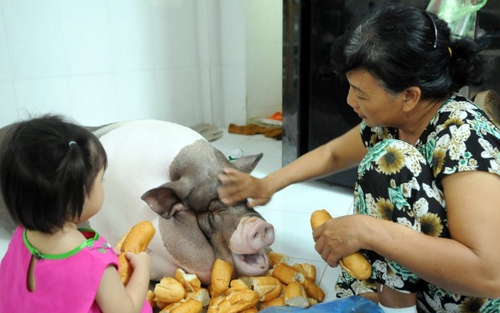 ‘Nàng’ lợn cưng đón Tết Sài Gòn