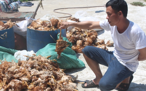 Hà Tĩnh: Khẩn trương làm rõ việc một nhóm người ném đá vào trang trại nuôi gà
