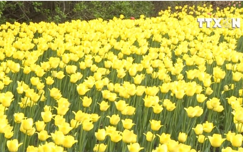 VIDEO: Lễ hội hoa Tulip lớn nhất thế giới