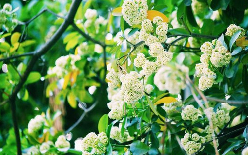 Hoa sữa có còn… ngọt ngào?