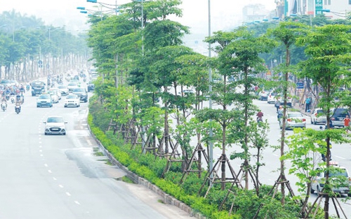 Cây xanh nào cho Hà Nội?