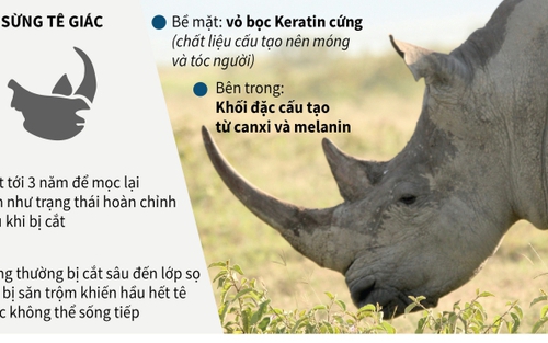 3/5 loài tê giác bị đe dọa tuyệt chủng ở mức cực kỳ nguy cấp