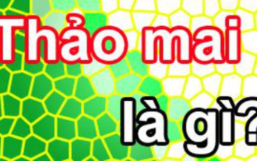 Chữ và nghĩa: 'Thảo mai' nghĩa là gì?