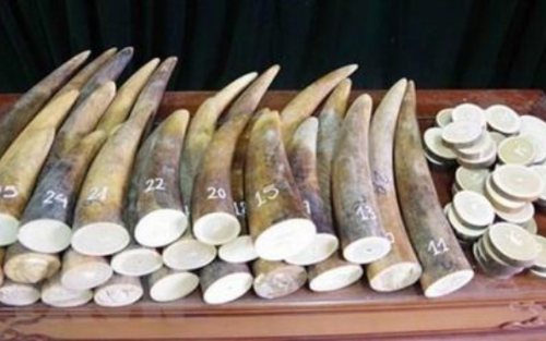 VKSND Hà Nội kháng nghị việc áp dụng án treo trong vụ án mua bán 17 kg ngà voi