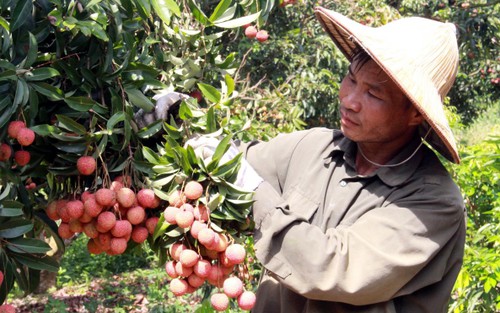 Vải thiều Bắc Giang tiêu thụ thuận lợi, giá bán cao