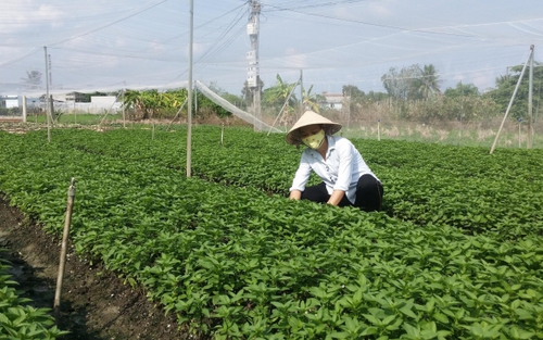Hà Nội sẽ mở rộng thêm từ 3.000 - 4.000 ha sản xuất rau an toàn