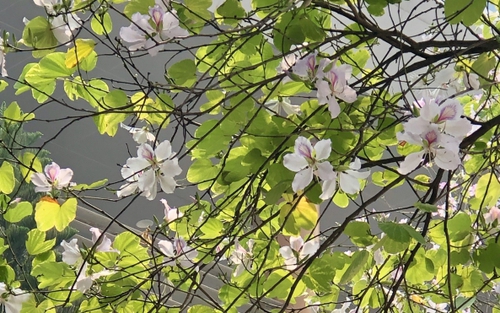Ngắm 'bức tranh Xuân' Hà Nội khi cây cối đâm chồi nảy lộc