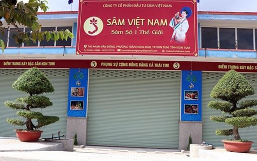 Công ty Sâm Việt Nam lại trồng sâm Ngọc Linh trên… miệng
