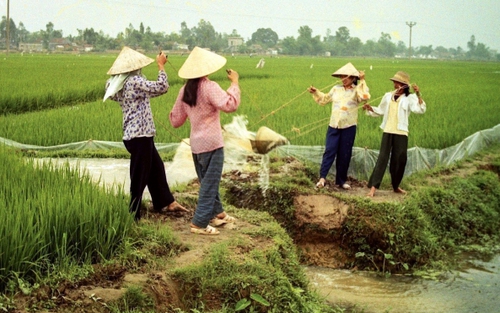 Cuộc đời qua ống kính: Tát nước lúa Xuân