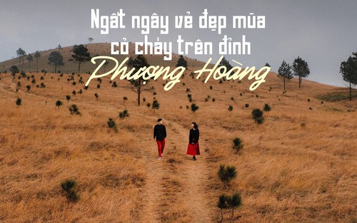 Ngắm mùa cỏ cháy đẹp thơ mộng trên đồi Phượng Hoàng, Quảng Ninh