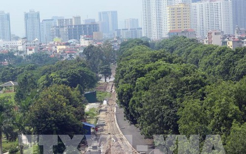 Hà Nội kiểm tra toàn bộ cây xanh trong trường học, bệnh viện, công sở