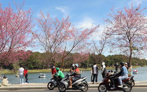 Mai anh đào bung nở sau tết Nguyên Đán thu hút du khách đến Đà Lạt