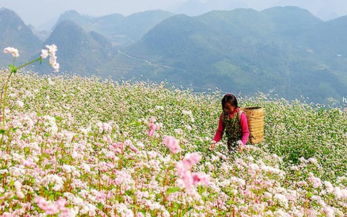 Hà Giang tổ chức Lễ hội Hoa Tam giác mạch năm 2018