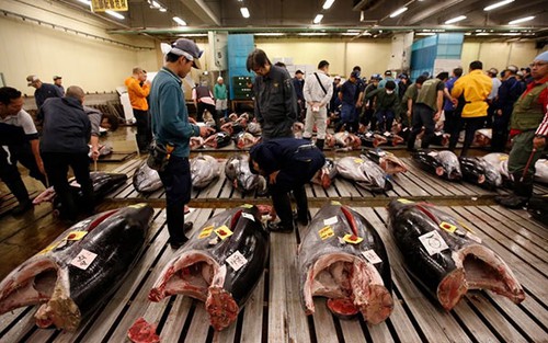 Nhật Bản phá bỏ chợ cá nổi tiếng Tsukiji để xây trung tâm hội nghị