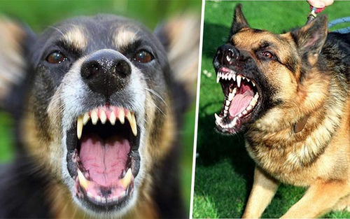 Cháu bé 7 tuổi tử vong do bị cả đàn chó cắn