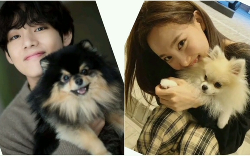 Tin đồn: BTS tạo Instagram cho thú cưng, Nayeon Twice nhắm sang SM Entertainment