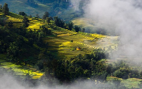 Y Tý mùa lúa chín đẹp đến nao lòng
