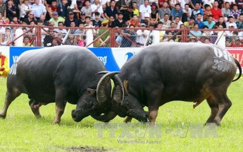 Không tổ chức bán vé thu tiền vào Lễ hội chọi trâu Đồ Sơn năm 2018
