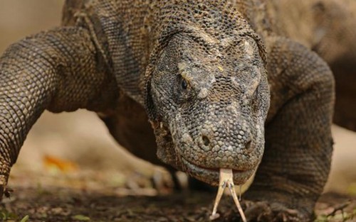 Số lượng rồng Komodo ở Indonesia tăng nhanh