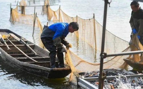 Cá sinh sôi dày đặc chỉ sau 2 năm, tại sao Trung Quốc vẫn tiếp tục kế hoạch 10 năm cấm đánh bắt ở sông Trường Giang?