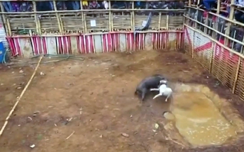 VIDEO: Phẫn nộ cảnh hàng trăm thanh niên cổ vũ đàn chó cắn xé một con lợn rừng