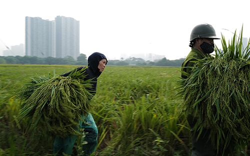 Nghề làm cốm Mễ Trì