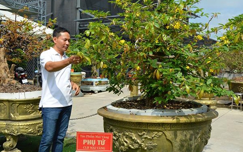 Đồng Tháp: Bộ sưu tập 10 cây mai vàng đạt kỷ lục thế giới