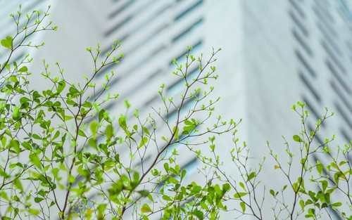 Những chồi xanh 'thức giấc'