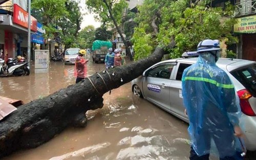 Hà Nội: Mưa lớn gây ngập, cây đổ đè bẹp ô tô