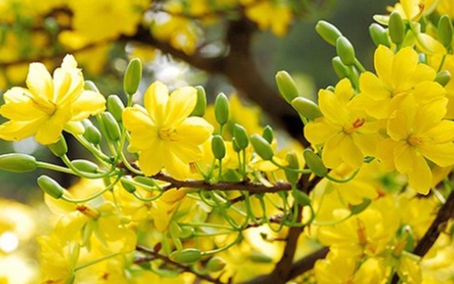 Chưa đến Tết, mai vàng ghép đã 'đội' giá