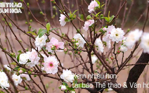 Nhất chi mai, đào Nhật Tân, bưởi thế tuyệt đẹp chờ rước về chơi Tết