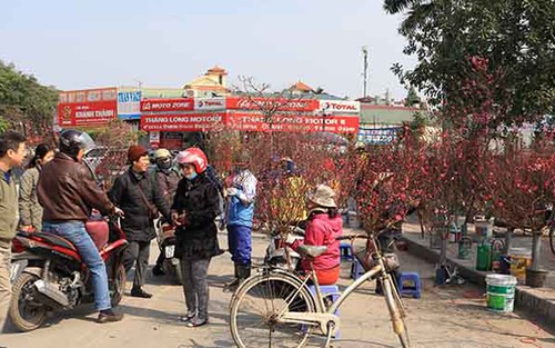 Quất lục bình, bưởi Diễn vài chục triệu đồng, đào Nhật Tân 'tràn phố' Hà Nội đón Tết