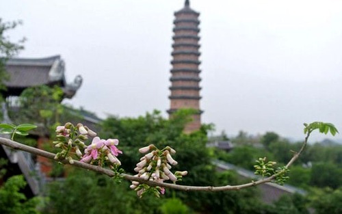 Ngỡ ngàng hoa hồng mai nở rực hồng chùa Bái Đính