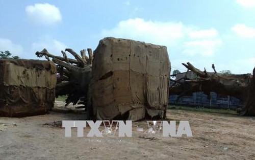 Trả lại cây đa sộp thứ 3 bị bắt giữ ở Thừa Thiên - Huế
