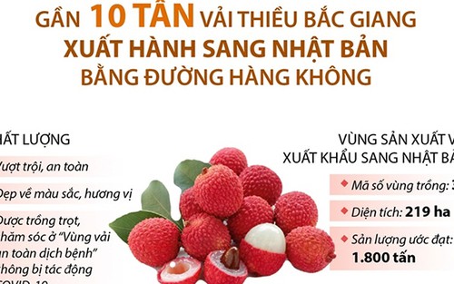 Gần 10 tấn vải thiều Bắc Giang xuất hành sang Nhật Bản bằng đường hàng không