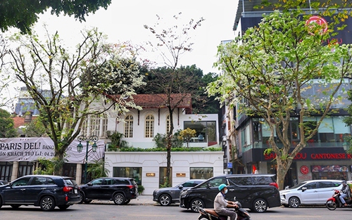 Hà Nội trắng tinh khôi mùa hoa sưa tháng 3