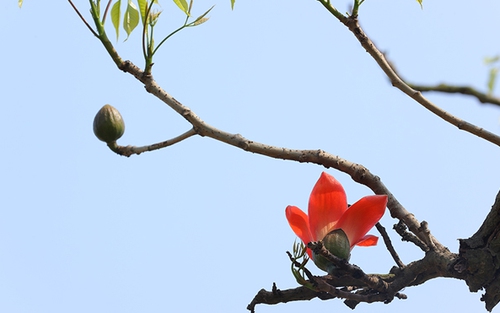 Hoa gạo Hà Nội ngày nắng