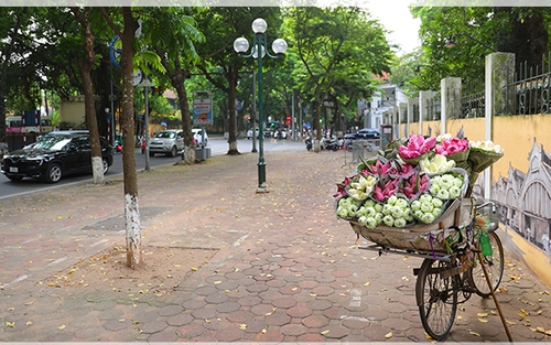 Ngẩn ngơ hoa sen xuống phố