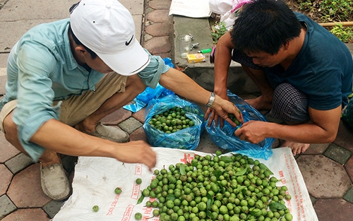 Cận cảnh những 'cao thủ' trèo sấu kiếm tiền triệu mỗi ngày ở Hà Nội