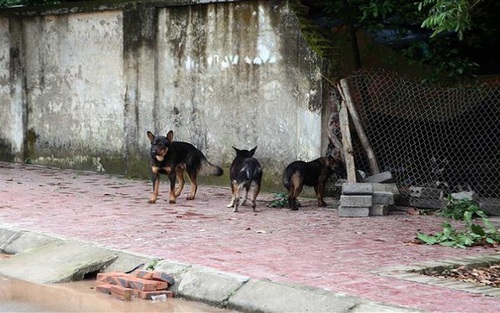 Khẩn trương chấn chỉnh tình trạng nuôi chó thả rông không đúng quy định