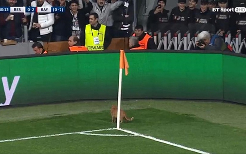 HÀI HƯỚC: UEFA phạt Besiktas vì... để mèo chạy vào sân