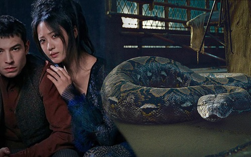 Nữ diễn viên châu Á xinh đẹp Claudia Kim lên tiếng khi bị coi là nô lệ cho đàn ông da trắng trong ‘Sinh vật huyền bí 2’